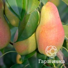 Груша Яковлевская-3