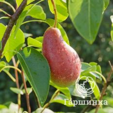 Груша Яковлевская-4