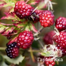 Княженика София-4