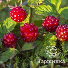 Княженика София-2