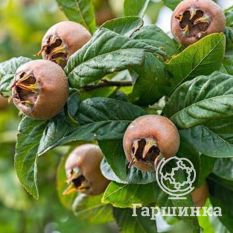 Мушмула германская-2