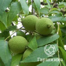 Орех черный-2