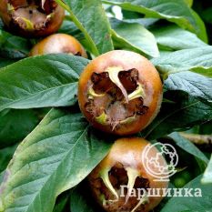 Мушмула германская-3