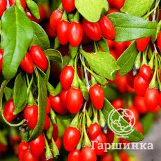 Годжи Биг Лайфберри-2