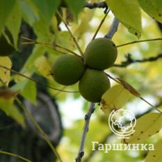 Орех черный-3