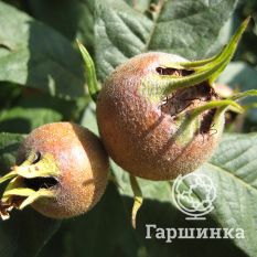 Мушмула германская-4