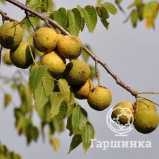 Орех черный-4