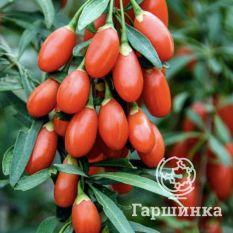 Годжи Биг Лайфберри-3