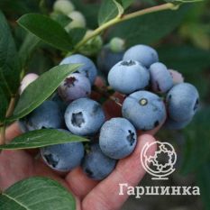 Саншайн Блю-3