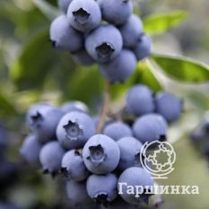 Саншайн Блю-4