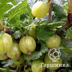 Белые ночи-2