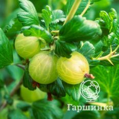 Белые ночи-3