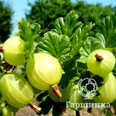 Белые ночи-4