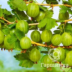 Балтийский-3