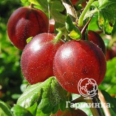 Сеянец Лефора-2