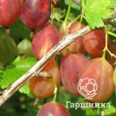 Сеянец Лефора-3