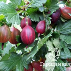 Сеянец Лефора-4