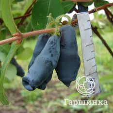 Длинноплодная-2