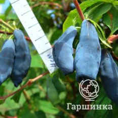 Длинноплодная-3