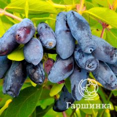 Длинноплодная-4