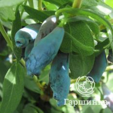 Парабельская-2