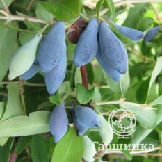 Парабельская-3