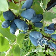 Парабельская-4