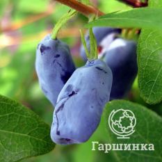 Труженица-2