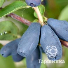 Труженица-3