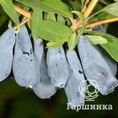 Труженица-4