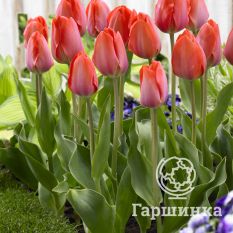 Оранж Ван Эйк-2