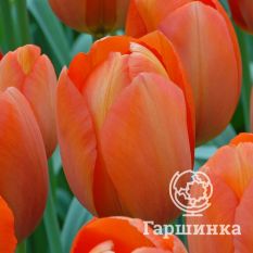 Оранж Ван Эйк-3