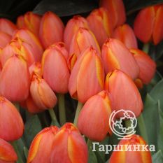 Оранж Ван Эйк-4