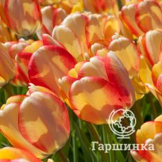 Бьюти оф Спринг-3