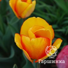 Бьюти оф Спринг-4