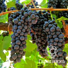 Каберне Кантор-2