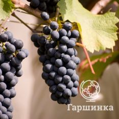 Каберне Кантор-3