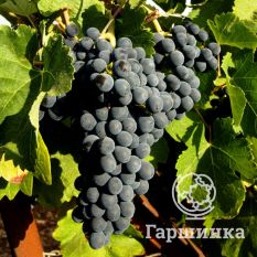 Каберне Кантор-4