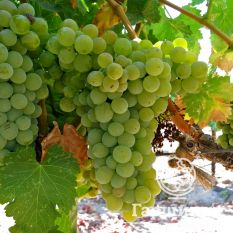 Шардоне Блан-2