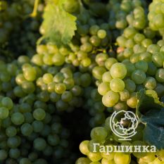 Шардоне Блан-4