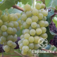 Шардоне Блан-3