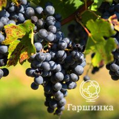 Каберне Совиньон-3