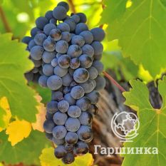 Каберне Совиньон-4