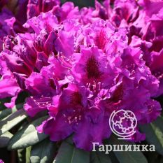 Рододендрон Азурро-3