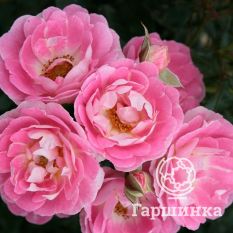 Роза Флирт, Кордес-4