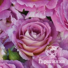 Роза Бич Хилкадо, флорибунда-2