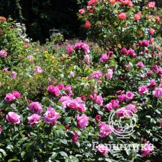 Роза Бич Хилкадо, флорибунда-4