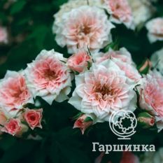 Роза Даниела миниатюрная-3