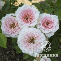 Роза Даниела миниатюрная-4