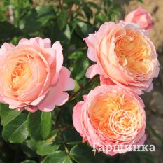 Роза Чантилли миниатюрная-4